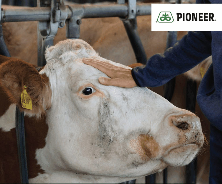 Siliermittel: Mehr Sicherheit und frühere Nutzung der Silage